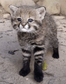 a small kitten is standing on the ground looking at the camera
