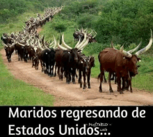 a herd of cows are walking down a dirt road .