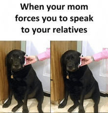 a black dog is sitting in front of a door while someone talks on a cell phone .