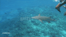 a woman in a bikini is swimming in the ocean with a shark in the background with the watermark gettyimages