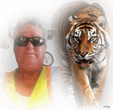 a man wearing sunglasses and a yellow vest stands next to a tiger with the name nicky on the bottom right