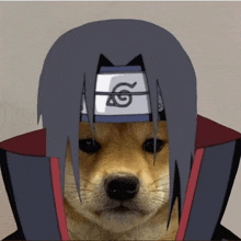 a dog dressed as itachi from naruto with a headband on his head .