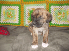 a brown and white puppy is sitting on a couch in front of a green and yellow crocheted blanket