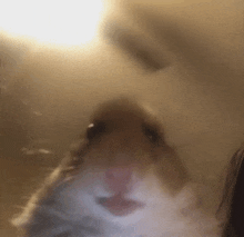 a close up of a hamster 's face with a blurry background .