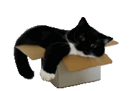 black and white cat laying in a cardboard box