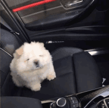 a small white dog is sitting on the back seat of a car .