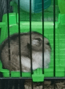 a hamster is sleeping in a green cage behind bars .