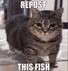 a cat is standing on the floor with the words `` repost this fish '' on it .