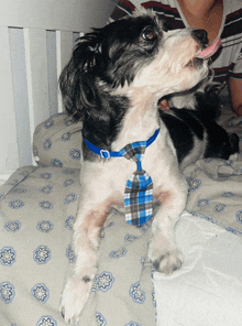 a small black and white dog wearing a blue and grey plaid tie