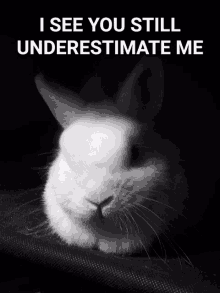 a black and white photo of a rabbit with a caption that says i see you still underestimate me