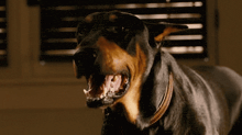 a close up of a dog with its mouth open looking at the camera