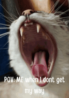 a close up of a cat yawning with a caption that says pov me when i dont get my way