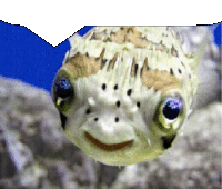 a fish with a smile on its face is swimming in the water