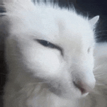 a close up of a white cat 's face with its eyes closed and a black nose .