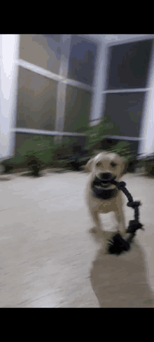 a dog is holding a toy in its mouth in a blurry photo