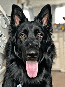 a close up of a black dog with its tongue hanging out and a tag that says ' a ' on it