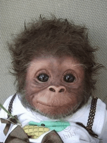 a baby monkey wearing a bow tie and suspenders is smiling for the camera .