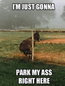 a horse is standing behind a fence with a caption that says i 'm just gonna park my ass right here