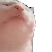 a close up of a cat 's face with a white background .