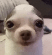 a close up of a small white dog looking at the camera .