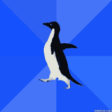 a black and white penguin standing on its hind legs on a blue background