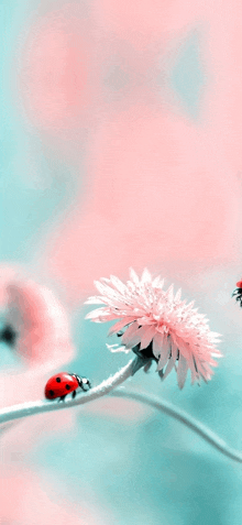 a ladybug sitting on a pink flower with a blue background