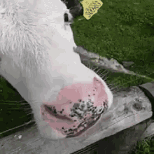 a close up of a cow 's nose with a yellow tag on it that says ' 31088 ' on it