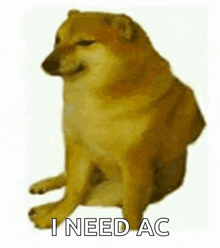 a cheems dog is sitting down with the words `` i need ac '' written on it .