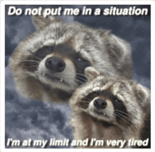 a picture of two raccoons with the caption do not put me in a situation