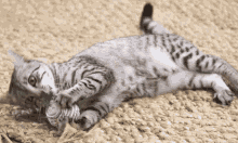 a cat is laying on its back on the floor playing with a toy .