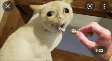 a person is holding a piece of food in front of a cat that is yawning