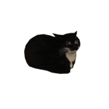 a black and white cat is sitting on a white surface .