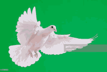 a white pigeon is flying in the air with its wings spread on a green screen .