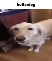 a white dog is sitting on a couch with its mouth open and the words butterdog above it .