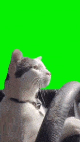 a cat is sitting in a car with a green screen in the background