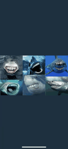 a collage of sharks with their mouths wide open