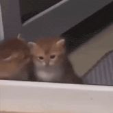 two kittens are sitting next to each other in a room looking out of a window .