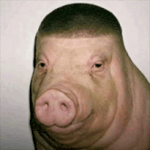 a close up of a pig 's face with a man 's haircut