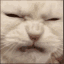 a close up of a cat 's face with the eyes closed