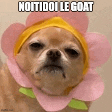 a small dog wearing a flower hat with the words `` noitidoi le goat '' written on it .