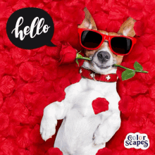 a dog with sunglasses and a rose in its mouth is surrounded by red rose petals