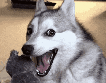 a husky dog is yawning and looking at the camera .