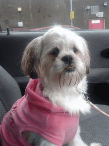 a small brown and white dog wearing a pink shirt that says ' n ' on it