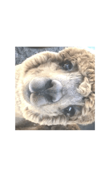 a close up of an alpaca 's face with its eyes closed