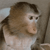 a close up of a monkey wearing a white shirt and scarf .