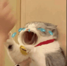 a cat is crying with its mouth open and tears are coming out of it 's eyes .