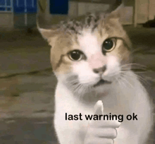 a brown and white cat is giving a thumbs up sign .