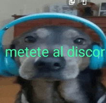 a dog wearing blue headphones with the words " metete al discor " written above it