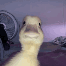 a baby duck is sitting on a bed looking at the camera with a fan in the background .