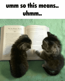 two kittens are reading the six hungry beasts book